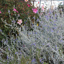 Gray plants