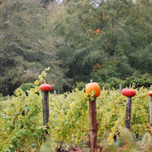 Fall decorations
