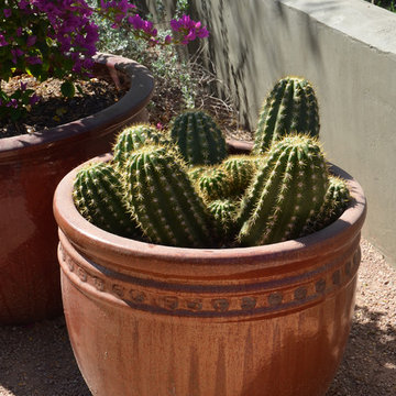 Southwestern Plants
