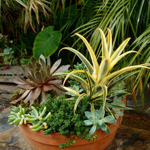 planters