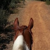 Julie Faler-Sisco's photo