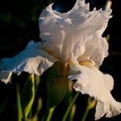 Virginia Wood's photo