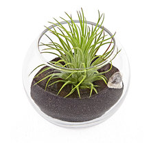 DECOR-PLANTS
