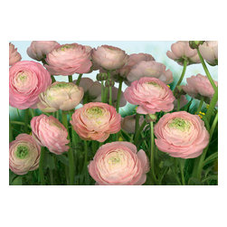 American Wallpaper & Design - Rose Mural Wallpaper - Wallpaper