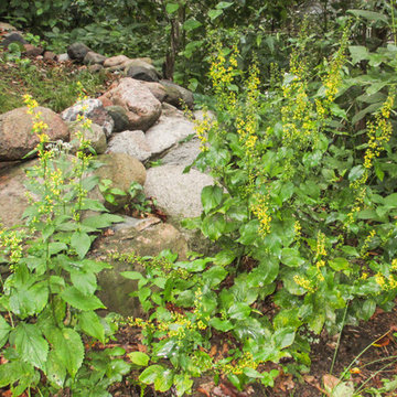 Solidago flexicaulis