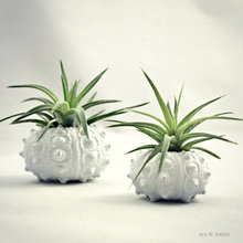 plant(ers)