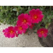 Vickie Boersema's photo