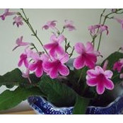 Lynda Brodie's photo