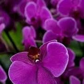 Sherrol Griffith's photo