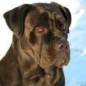 Chris Caufman's photo
