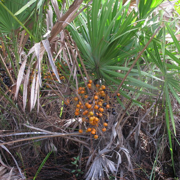 Saw Palmetto (Serenoa Repens) fruits