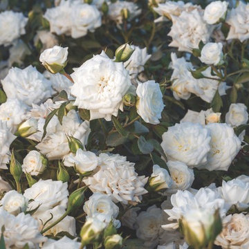 White Drift® Rose