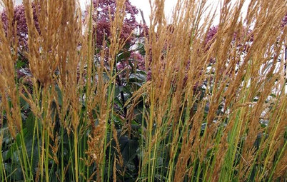 Great Design Plant: Feather Reed Grass
