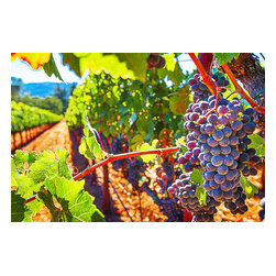 Douglas Page Photographic Arts - Grapes In Vineyard, Art,  Canvas Giclee - Prints And Posters