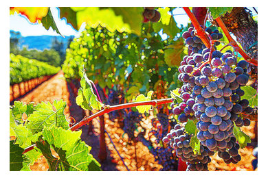 Grapes In Vineyard, Art,  Canvas Giclee