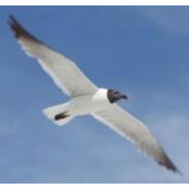 Elizabeth Burke's photo