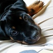 Chris Mazzelli's photo
