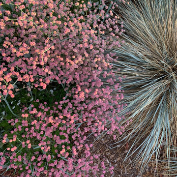California Native Garden and Bioswale