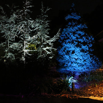 Jason Zook Back Yard Landscape Lighting