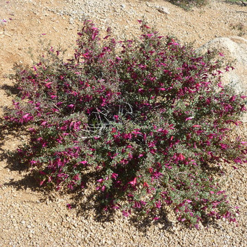 Eremophila maculata_Valentine Emu Bush