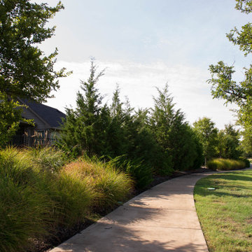 Evergreen Trees & Shrubs