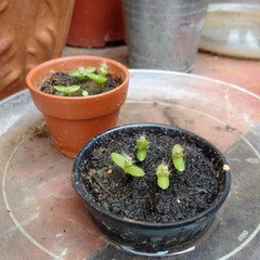 what am I growing here? | Houzz Forum