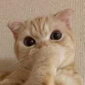 猫である我輩は's photo