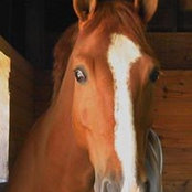 Mickey Guerin's photo