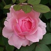 Gloria Bello's photo