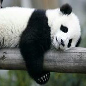 Panda Eftimovas foto