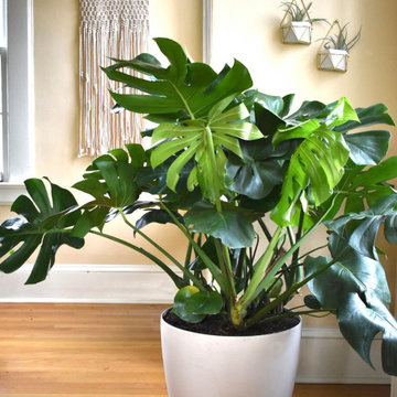 Indoor Botanicals