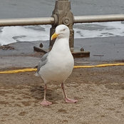 Jane Botham's photo