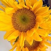 Kristen Strange's photo
