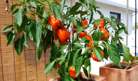 Container Gardens Tips From the Experts Most Popular