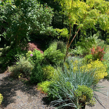 Woodland Meets Backyard