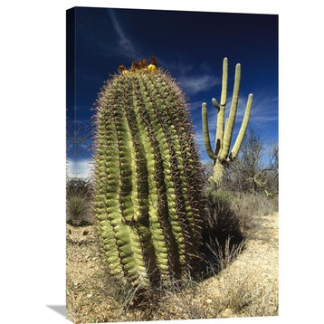 "Saguaro With Fishhook Barrel Cactus, Sonoran Desert, Arizona" Artwork