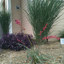 red yucca