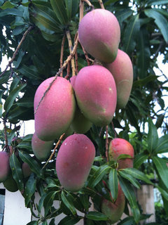Keď mangovník valencia prináša ovocie