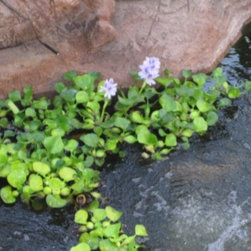 TransBLOCK Structure Form Systems | Koi Pond - Outdoor Products
