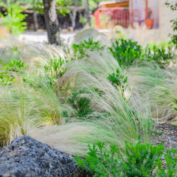 Jardin naturel sous les chênes
