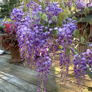 Plant Combinations