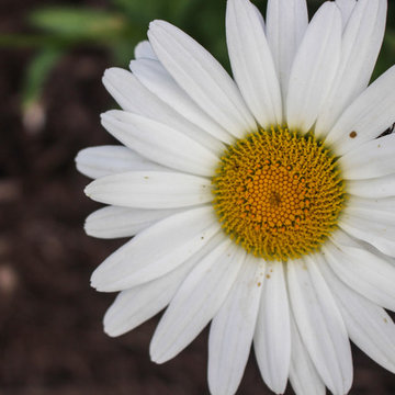 Blossoming Daisy Flower