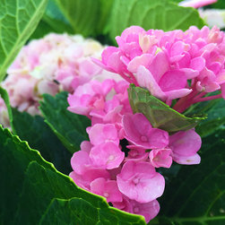 Current Featured Plants - Products