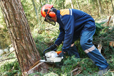 Tree Removal Services Lawrenceville Georgia