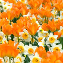 garden flowers