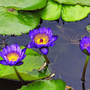 Custom Pond & Water Feature Installations