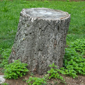 Stump Grinding, Stump Removal Services Milford, Stratford, CT