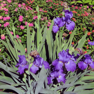 Plant Ideas & Colorful Combinations
