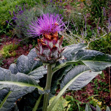My Garden
