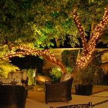TREE LIGHTS